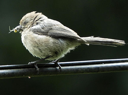 bushtit 4 small graphic